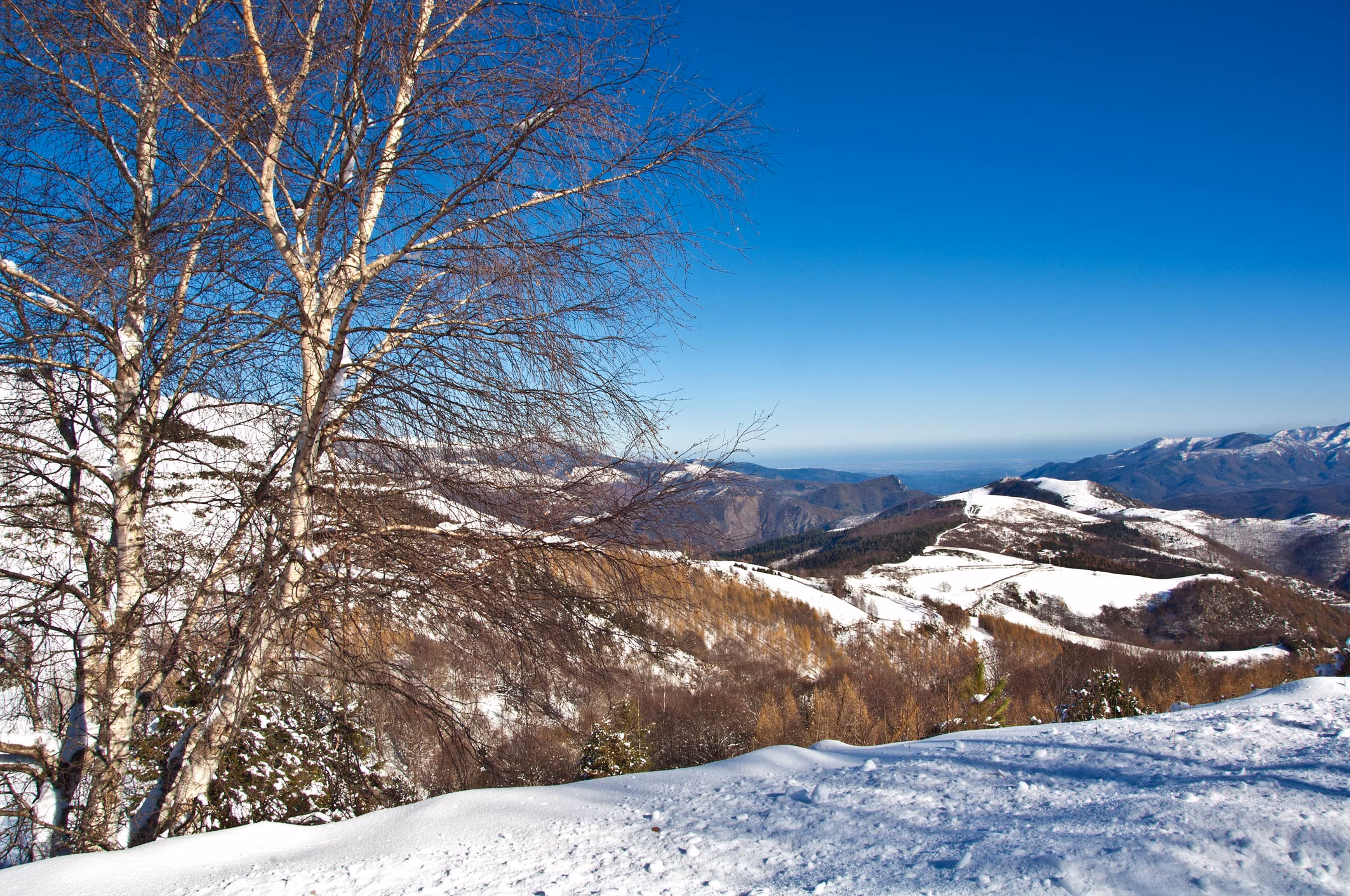 Verschneiter Hang mit Bäumen und weitem Blick bei Molló