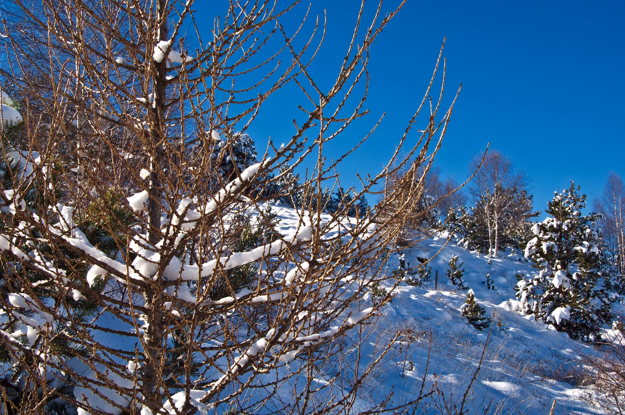 Verschneite Baumäste und kleine Winteranhöhe bei Molló